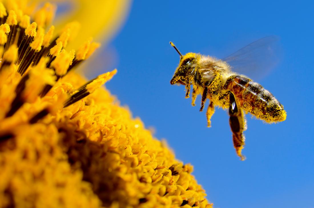 20 neverjetnih dejstev o čebelah
