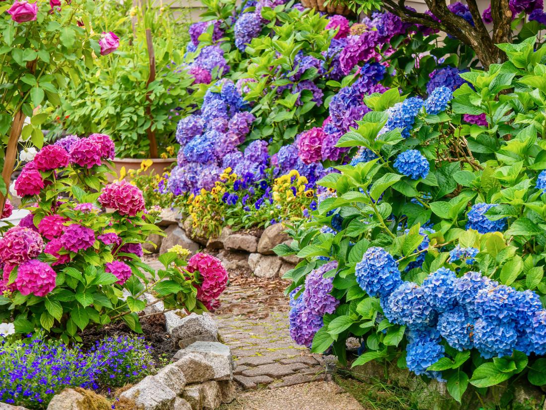 10 čudovitih poletnih cvetlic, ki jih vsi obožujemo (z nasveti za nego)