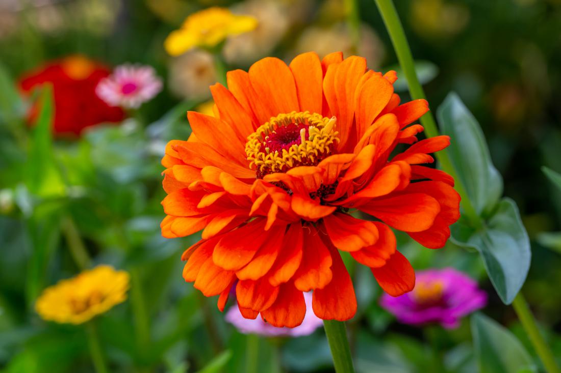 Nezahtevne cinije uspevajo tudi neizkušenim ljubiteljem cvetja. Foto: Anton Nikitinskiy/Gettyimages