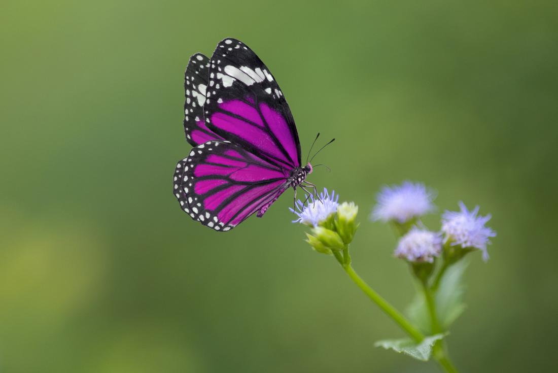 Če metulja sanjate, vas čaka usodno srečanje.