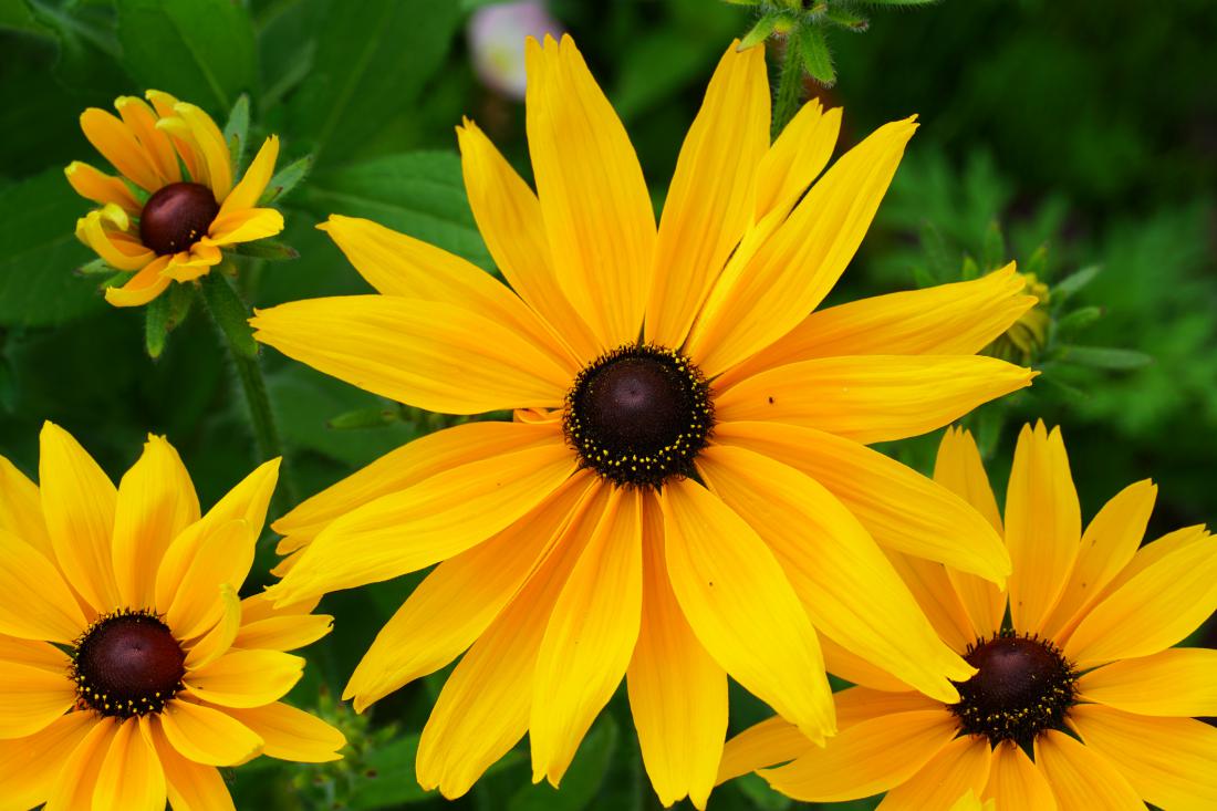 Rumeni cvetovi s temnimi prašniki spominjajo na sončnice.